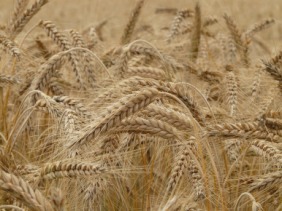 wheat-8762_1920